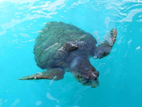 żółw z ośrodka rozmnażania żółwi