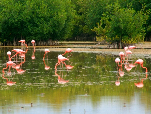 napotkane po drodze flamingi 