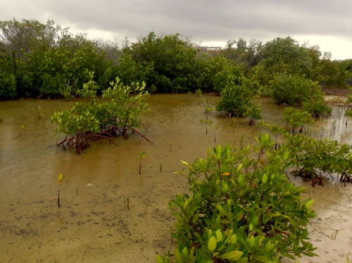 mangrowce